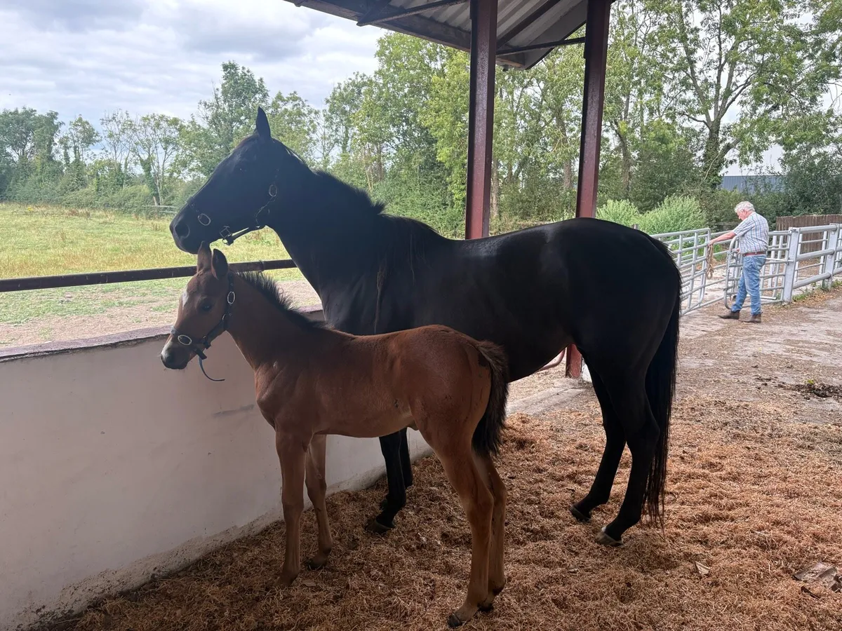 Mare by arcadio filly foal by flag of honour - Image 2