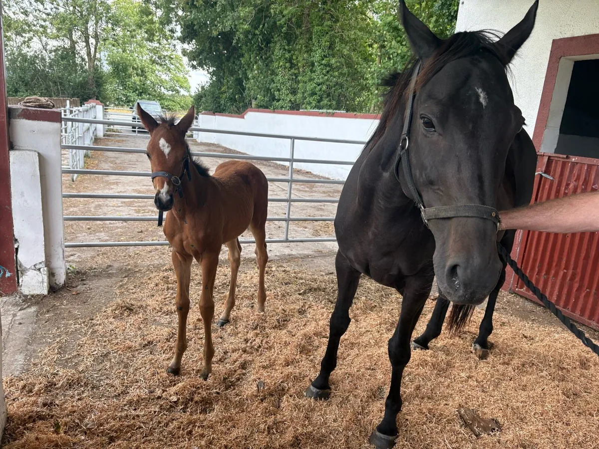 Mare by arcadio filly foal by flag of honour - Image 3