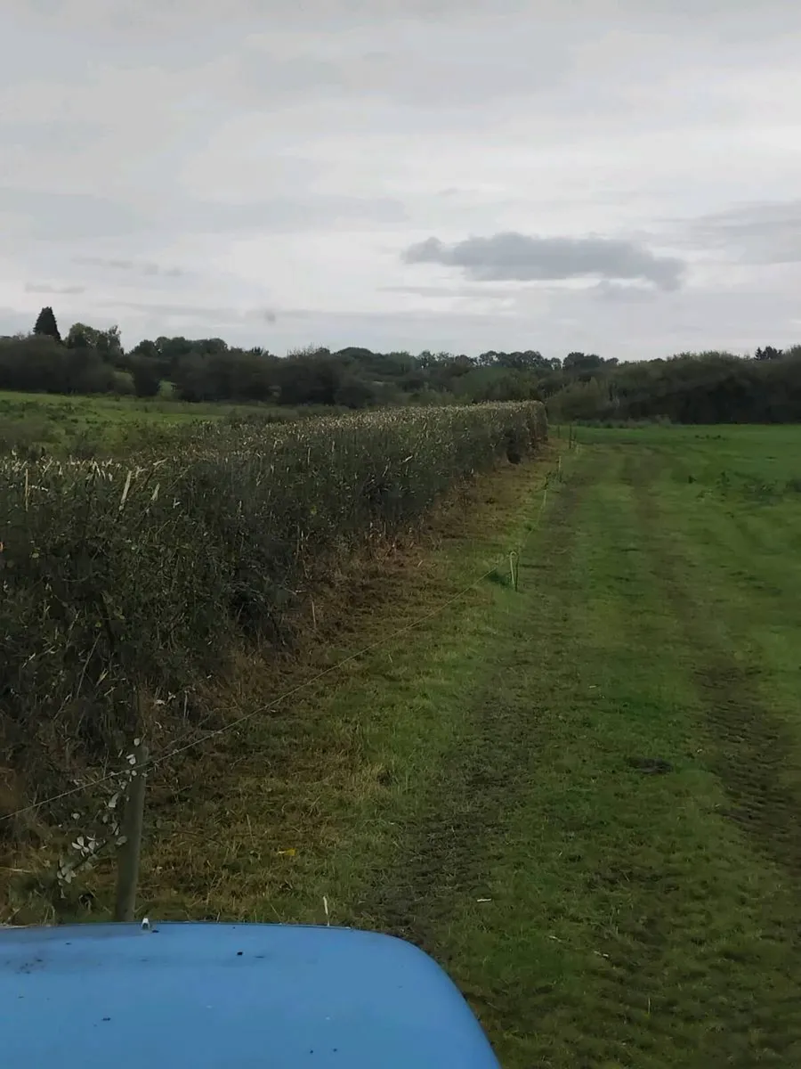 Hedgecutting - Image 1