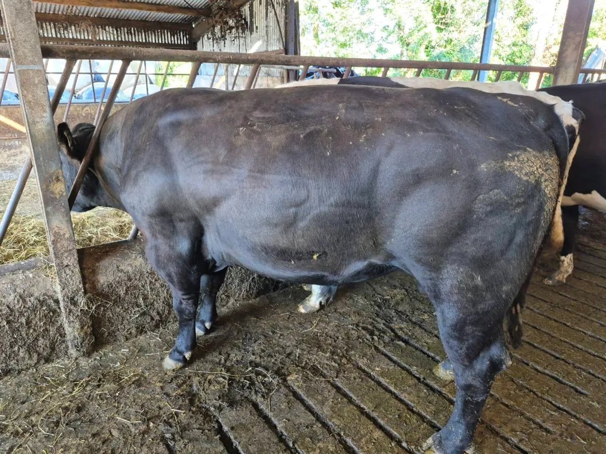 Angus bull - Image 2