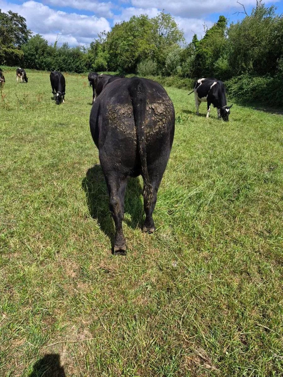 Angus bull - Image 3
