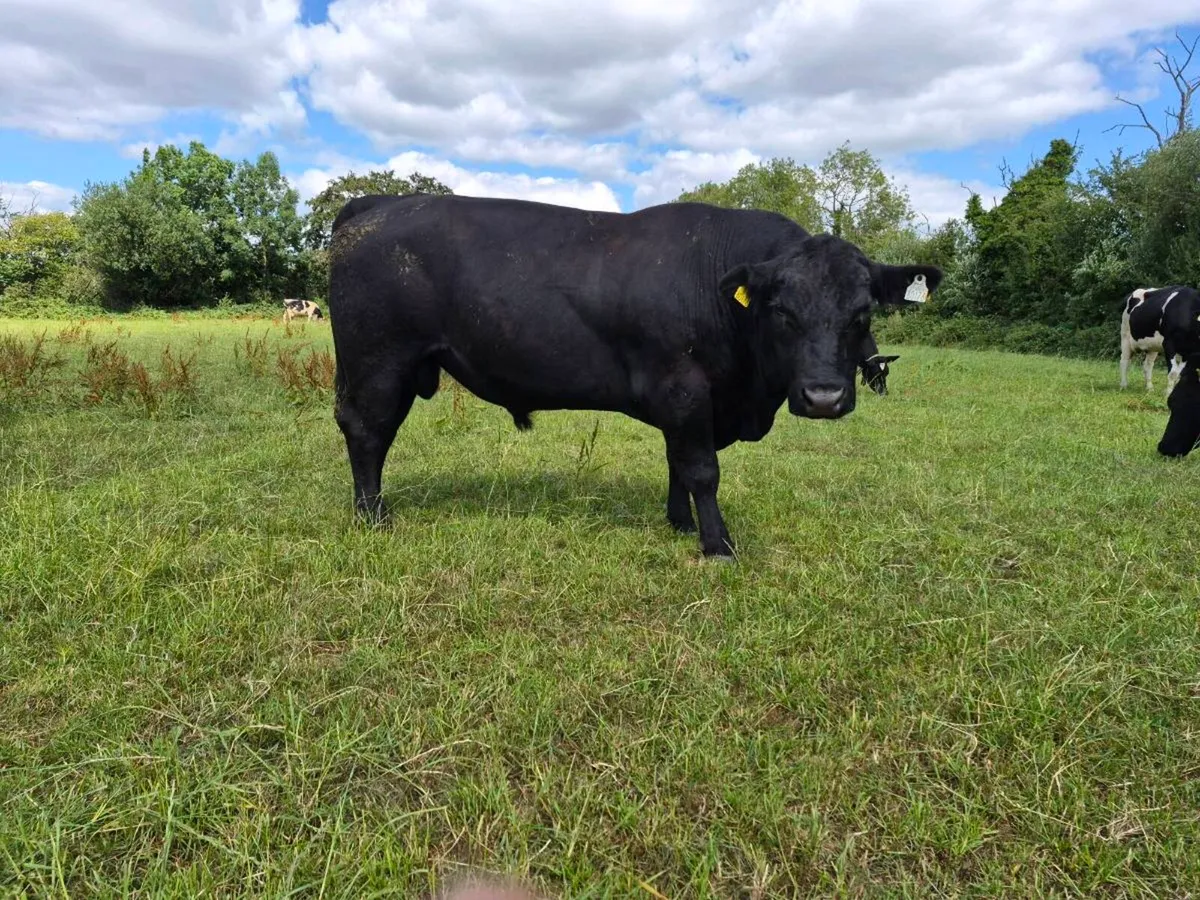 Angus bull - Image 4