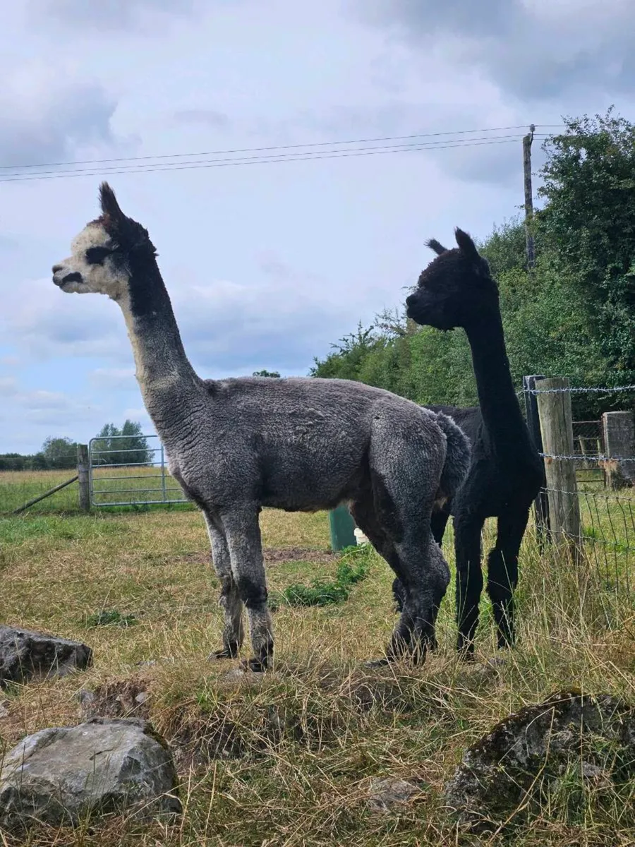 Alpaca - Image 3