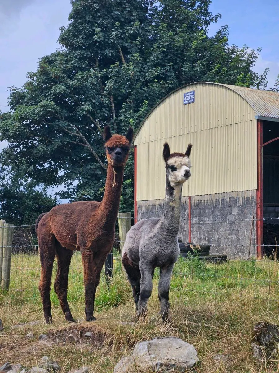 Alpaca - Image 1