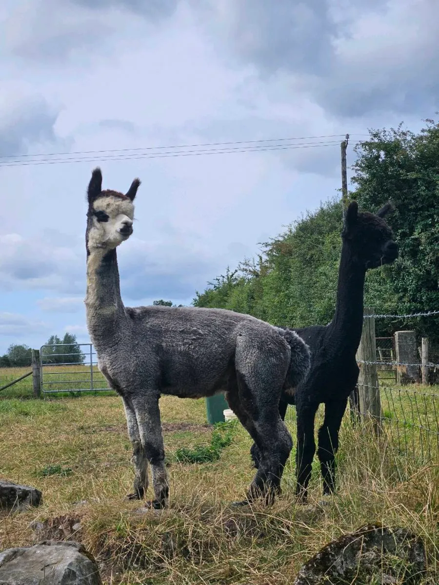 Alpaca - Image 2