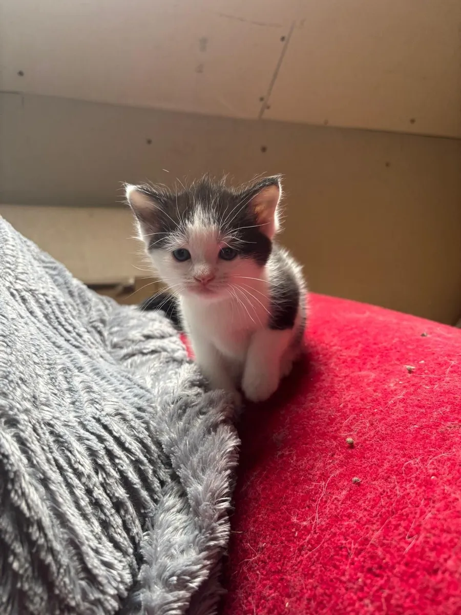 Kittens - Image 1