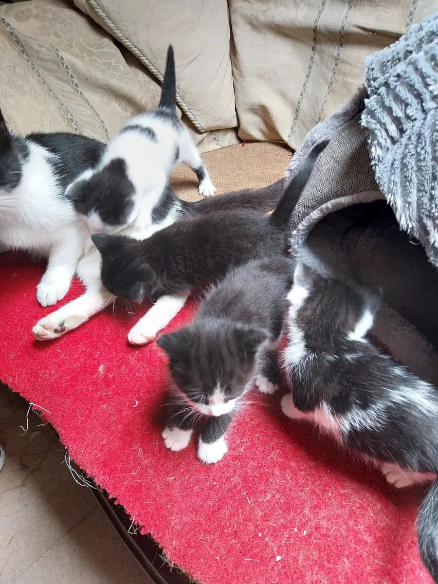 Kittens - Image 2