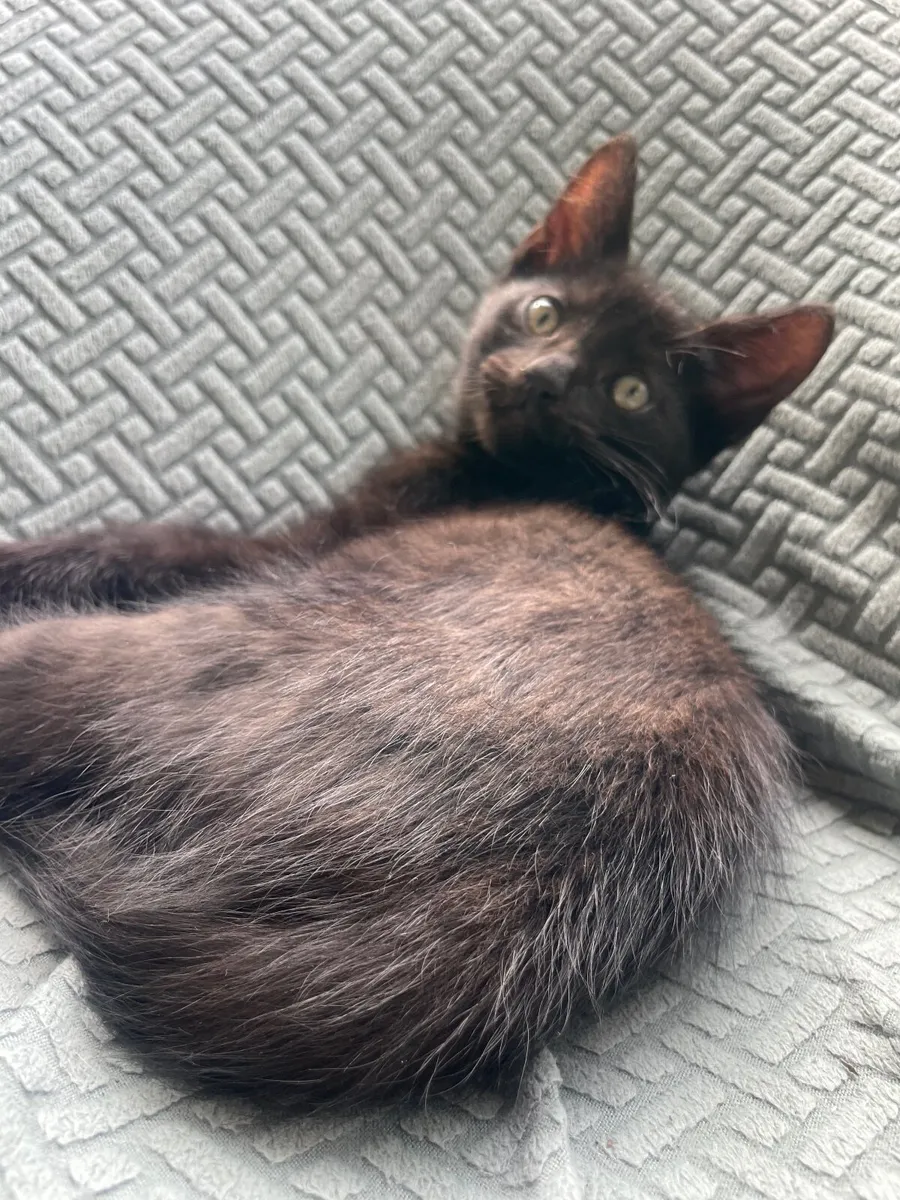 Beautiful marble and midnight black kittens - Image 4
