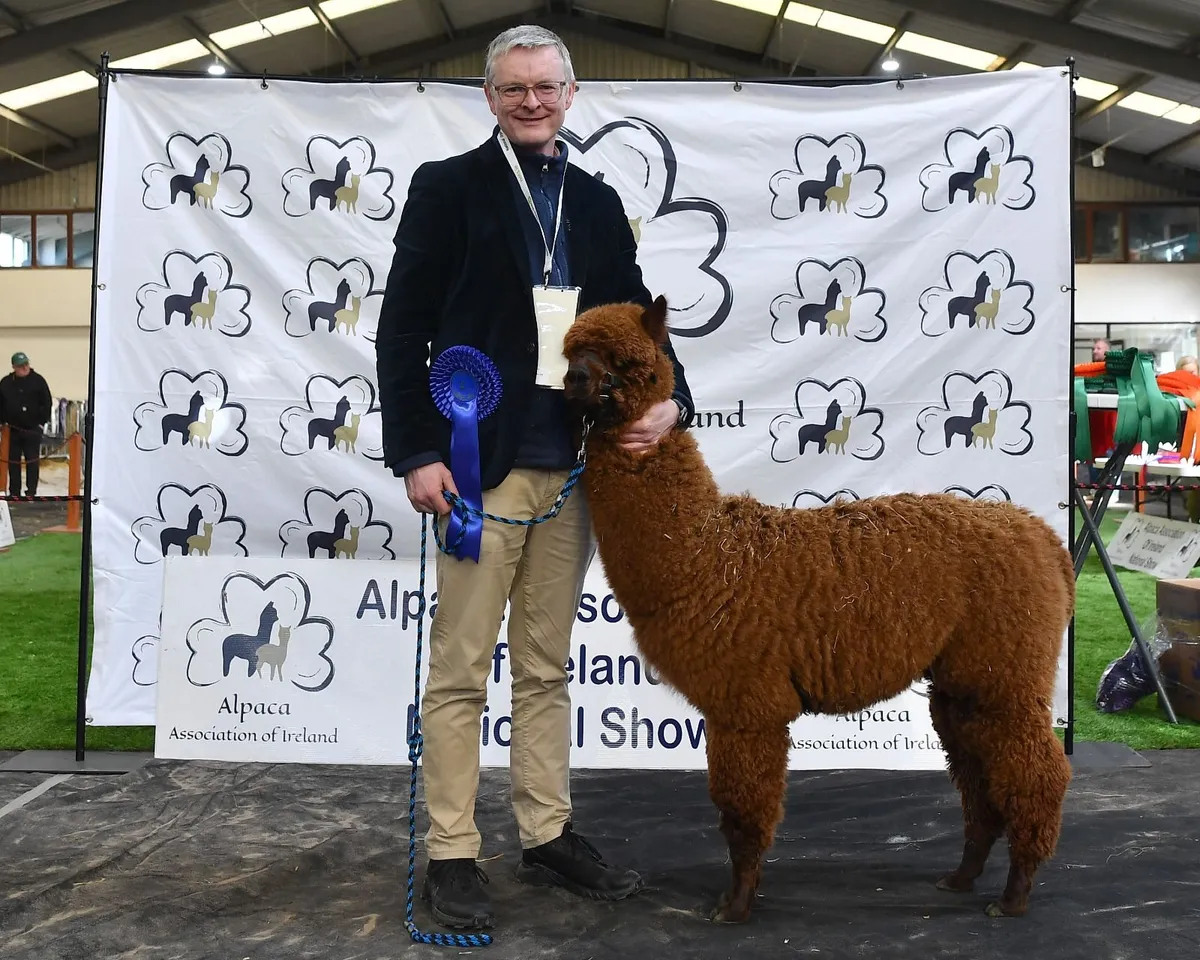 Alpaca - Image 1