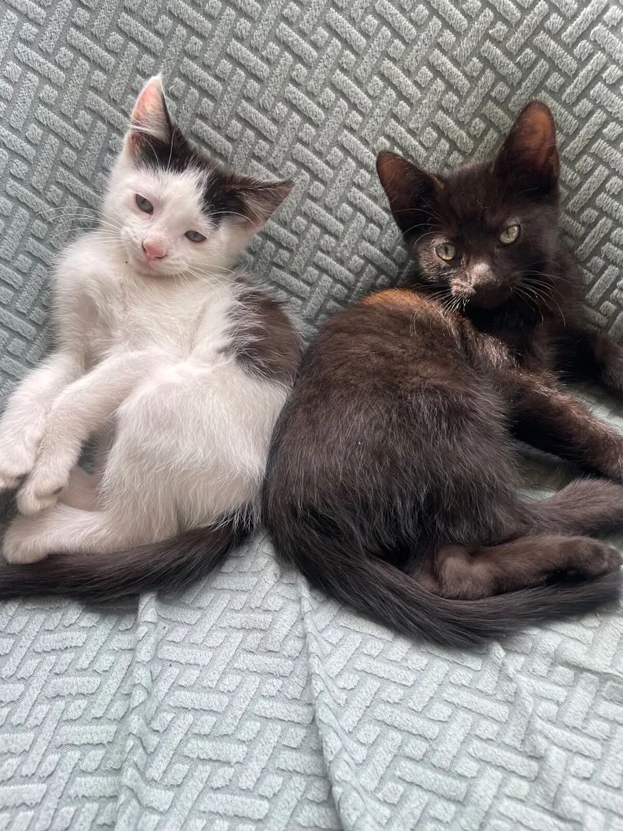 Beautiful marble and midnight black kittens - Image 3