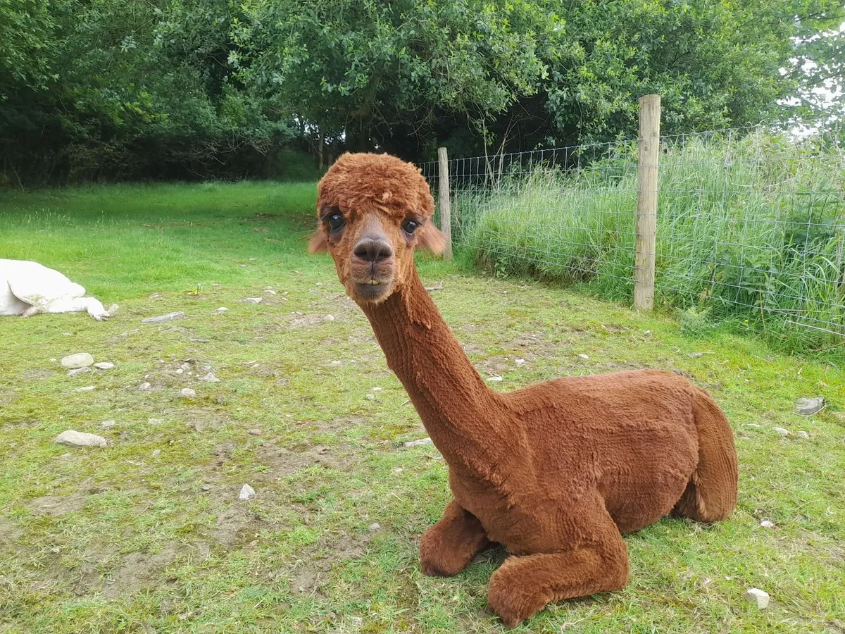 Alpaca - Image 2