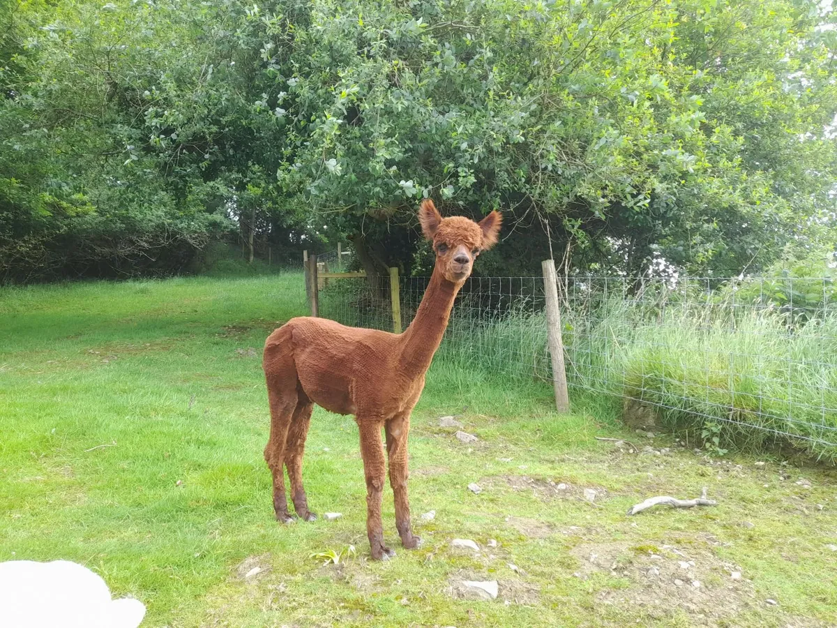 Alpaca - Image 3