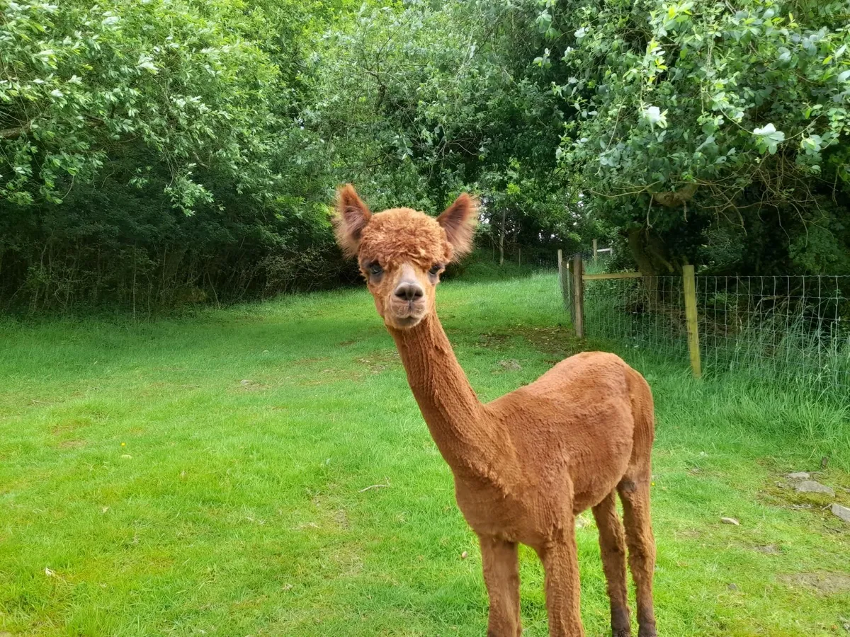 Alpaca - Image 4