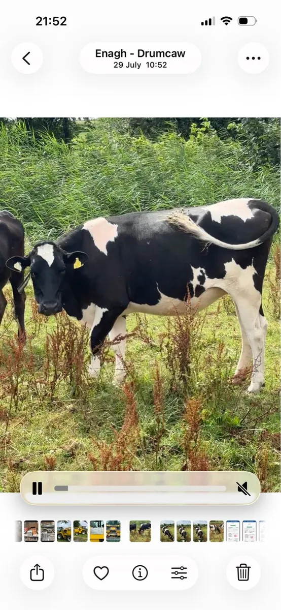 September calving heifers - Image 2