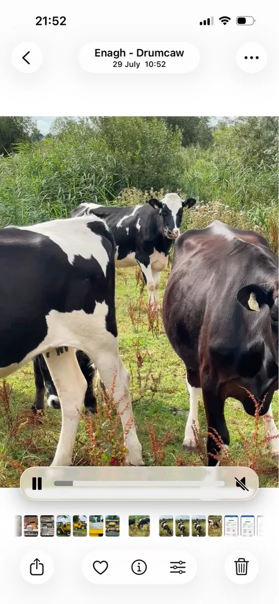 September calving heifers - Image 3