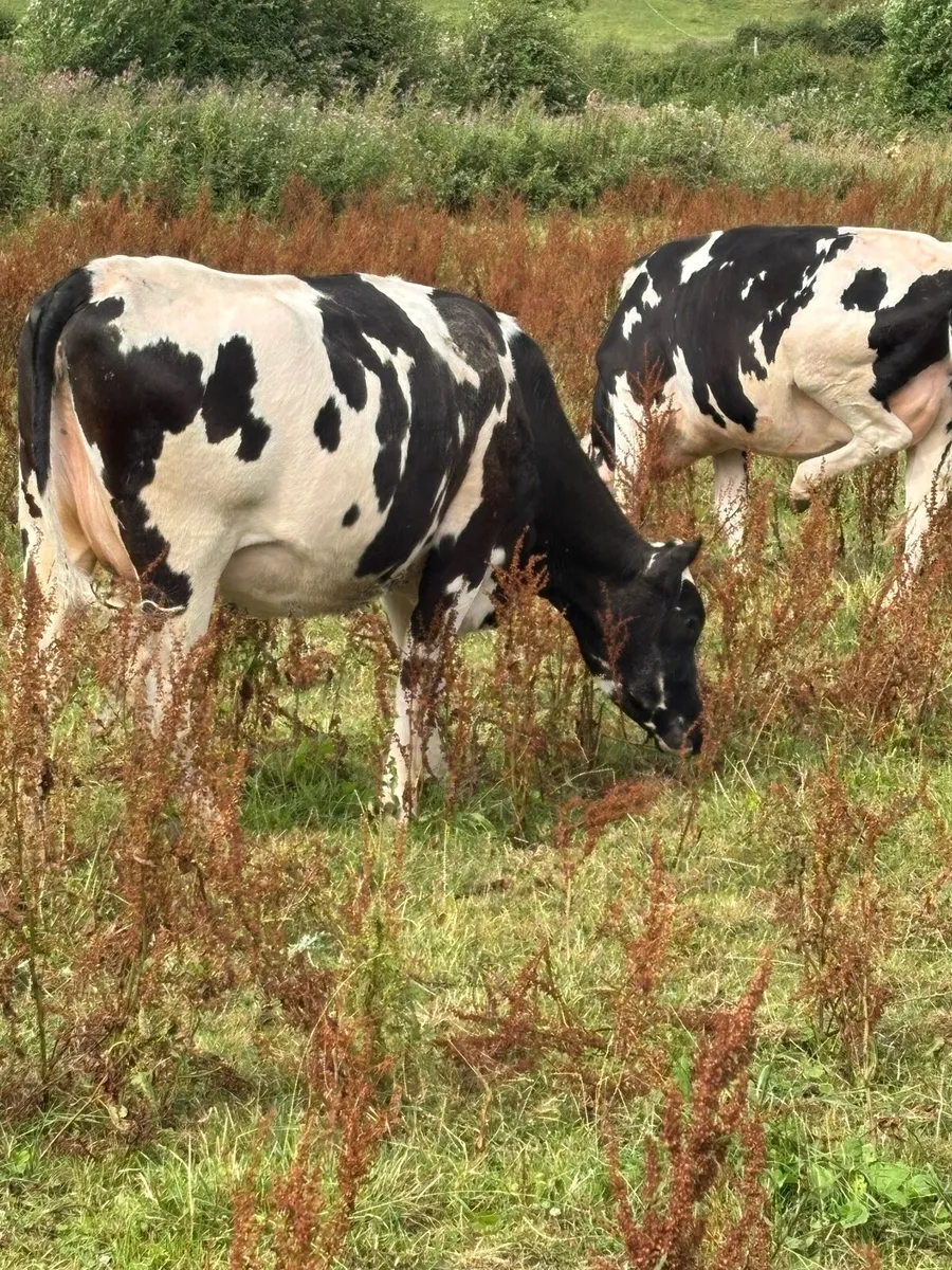 September calving heifers - Image 1
