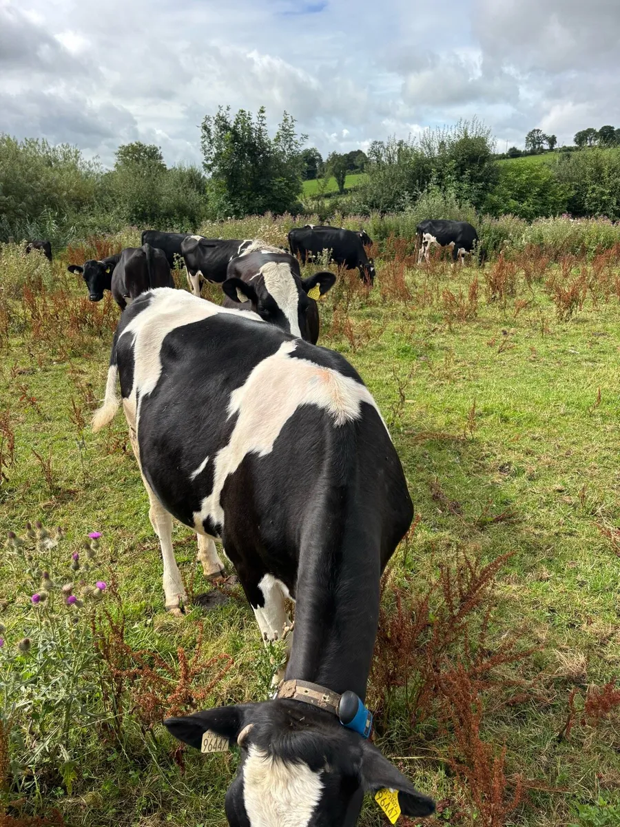 September calving heifers - Image 4
