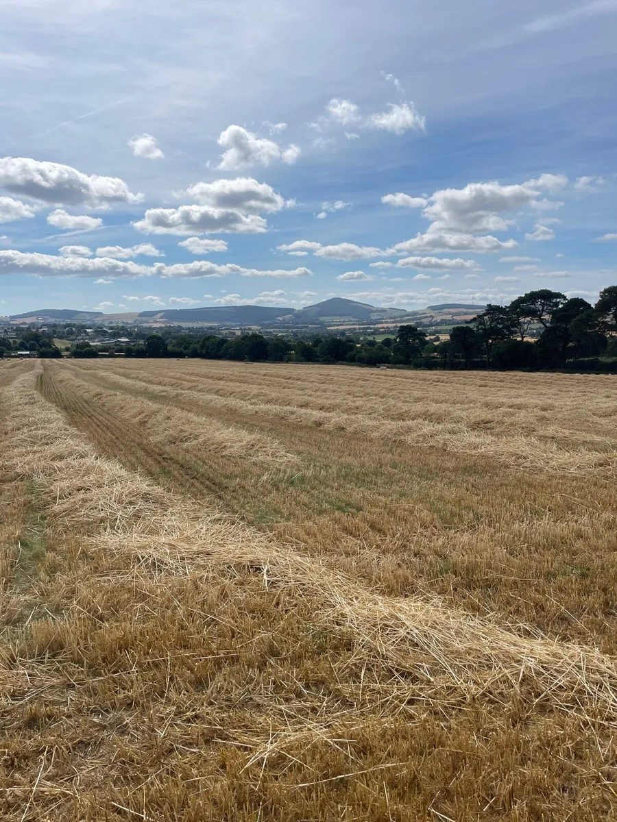 Small square bales of barley straw - Image 1