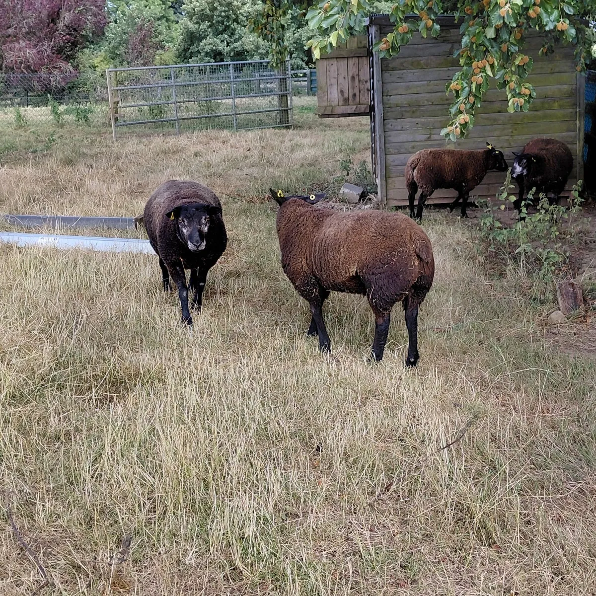 PBR Blue Texel Rams - Image 2
