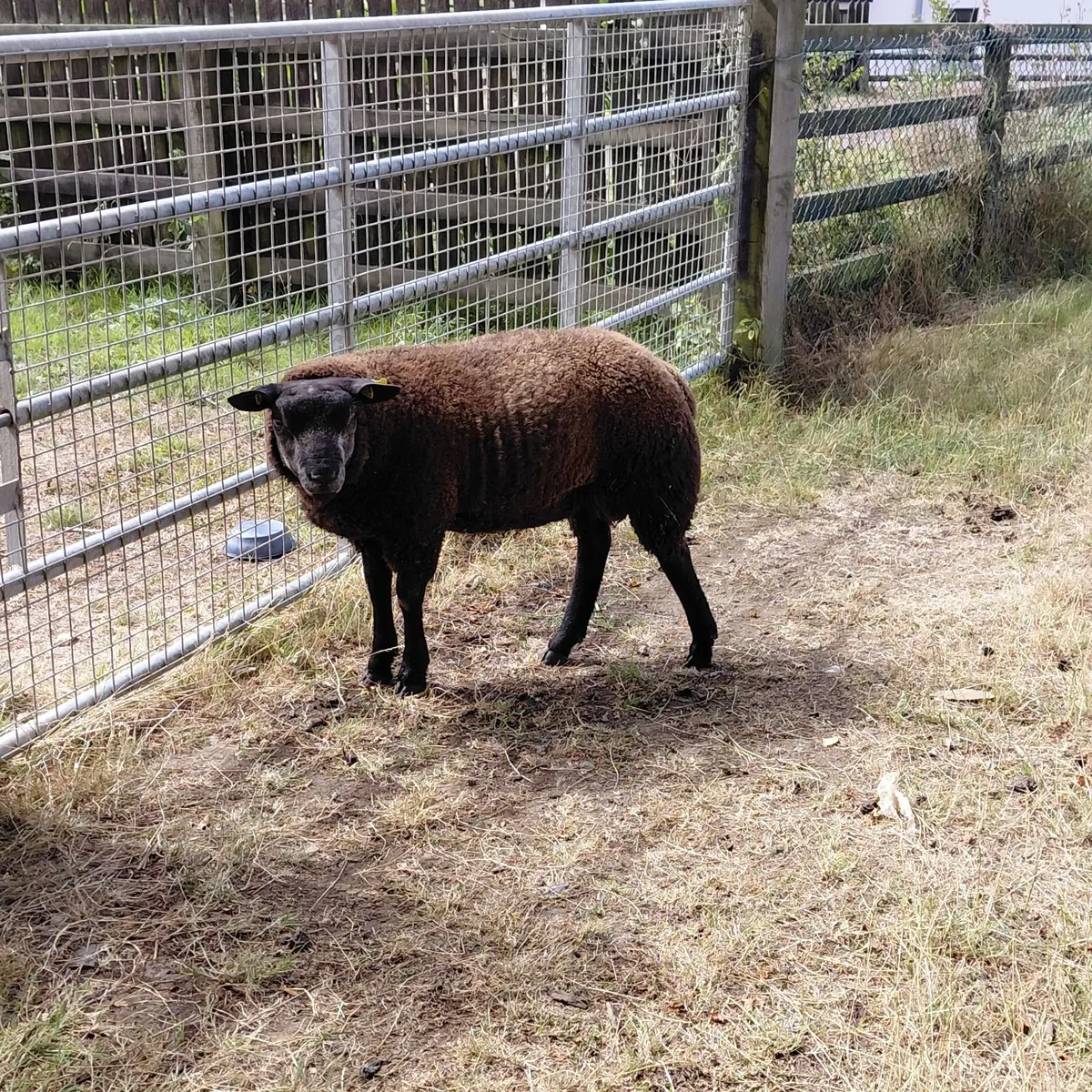 PBR Blue Texel Rams - Image 3