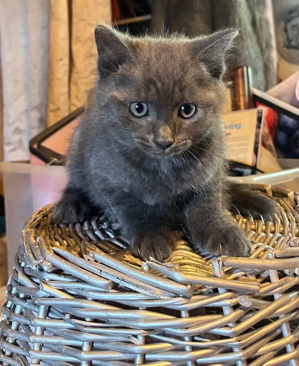 British shorthair kittens - Image 1