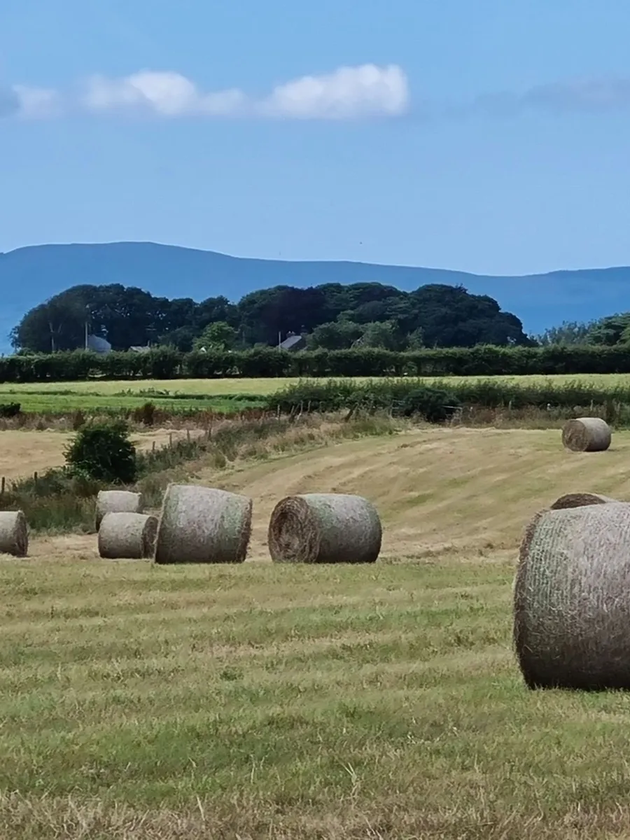 HAY - Image 1