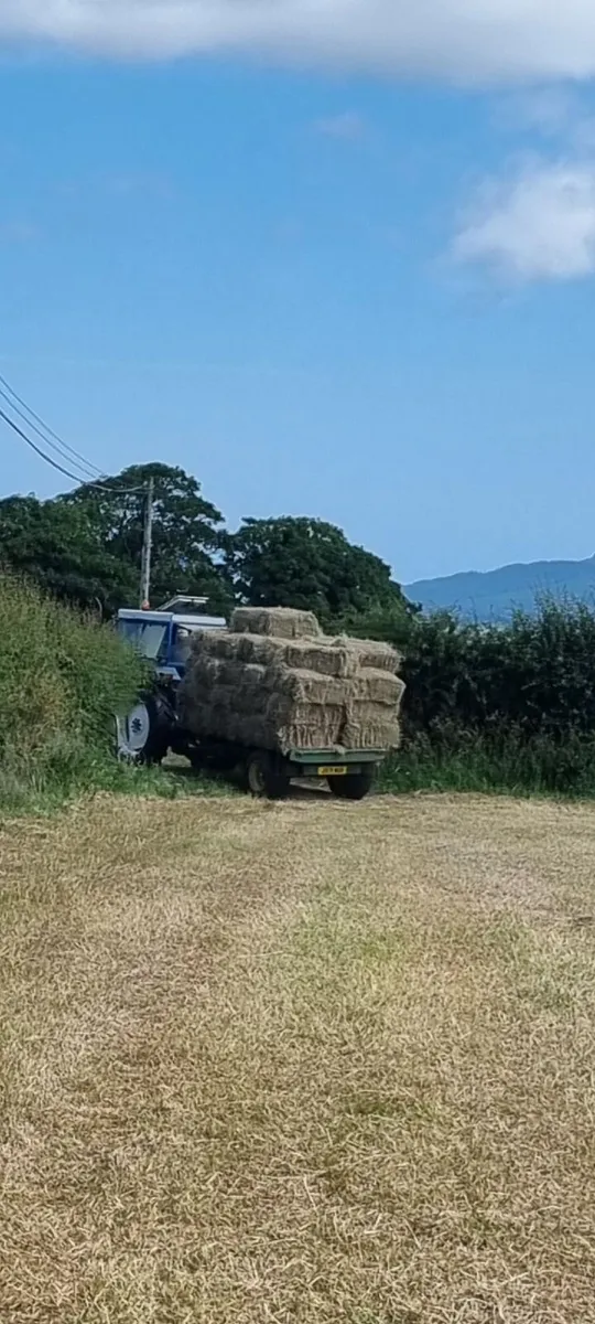 HAY - Image 4