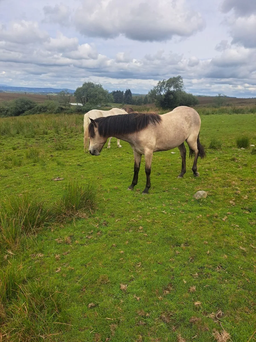 Ponies - Image 4