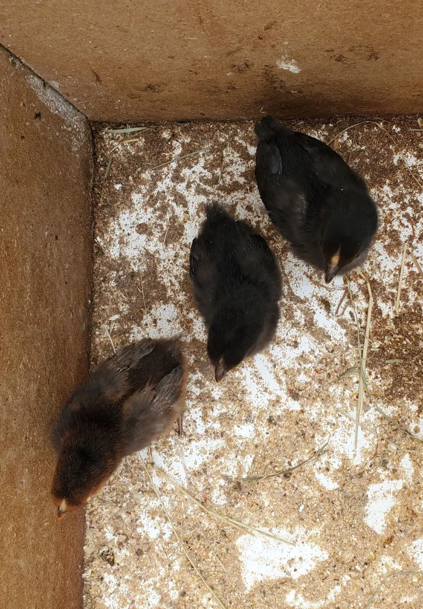Day Old  Chicks 🐥 roosters and a bantam hen - Image 3