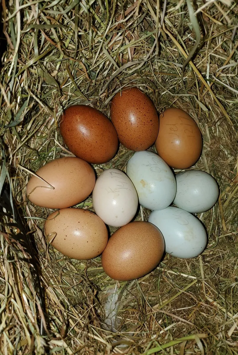 Day Old  Chicks 🐥 roosters and a bantam hen - Image 4