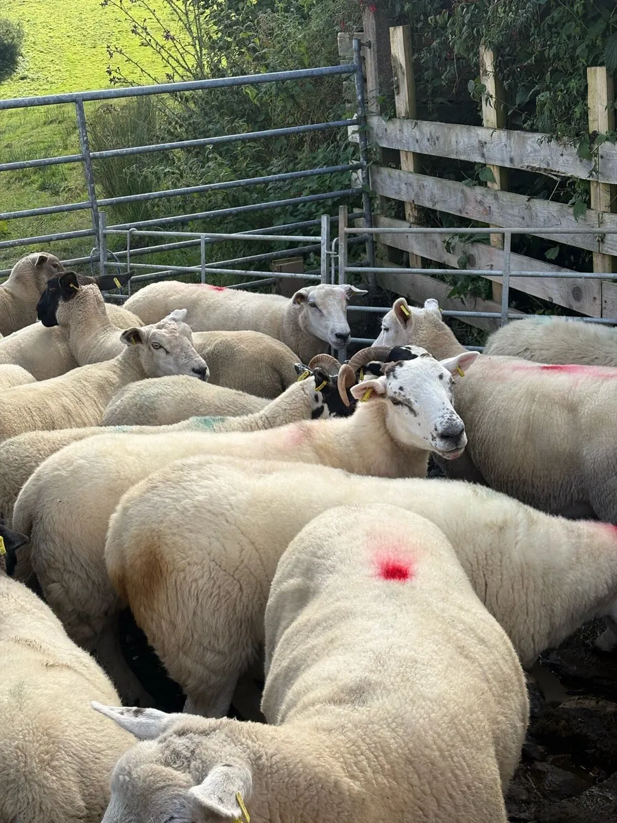 Sheep - Image 1