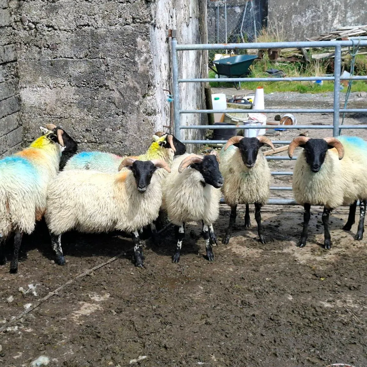Store lambs - Image 1
