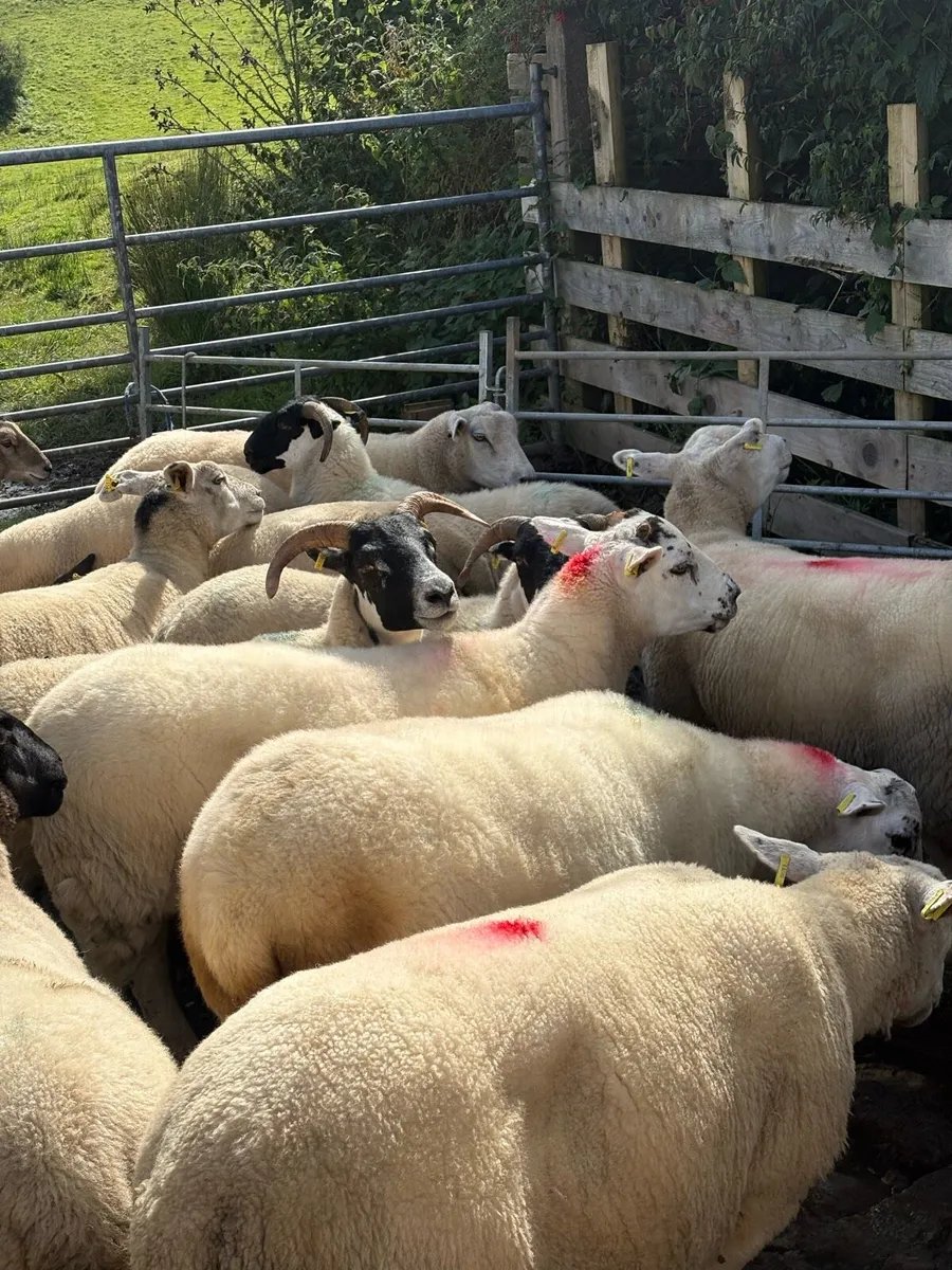 Sheep - Image 2