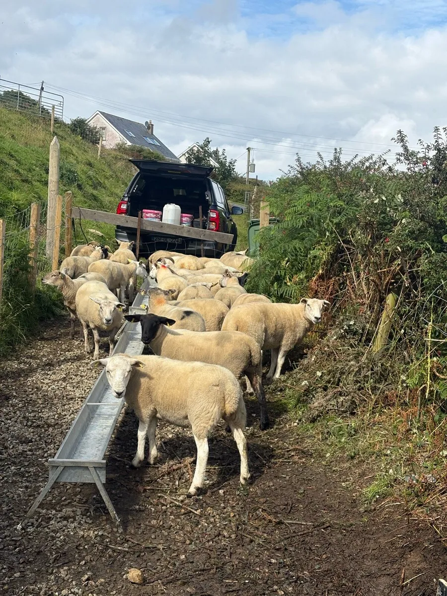 Sheep - Image 3