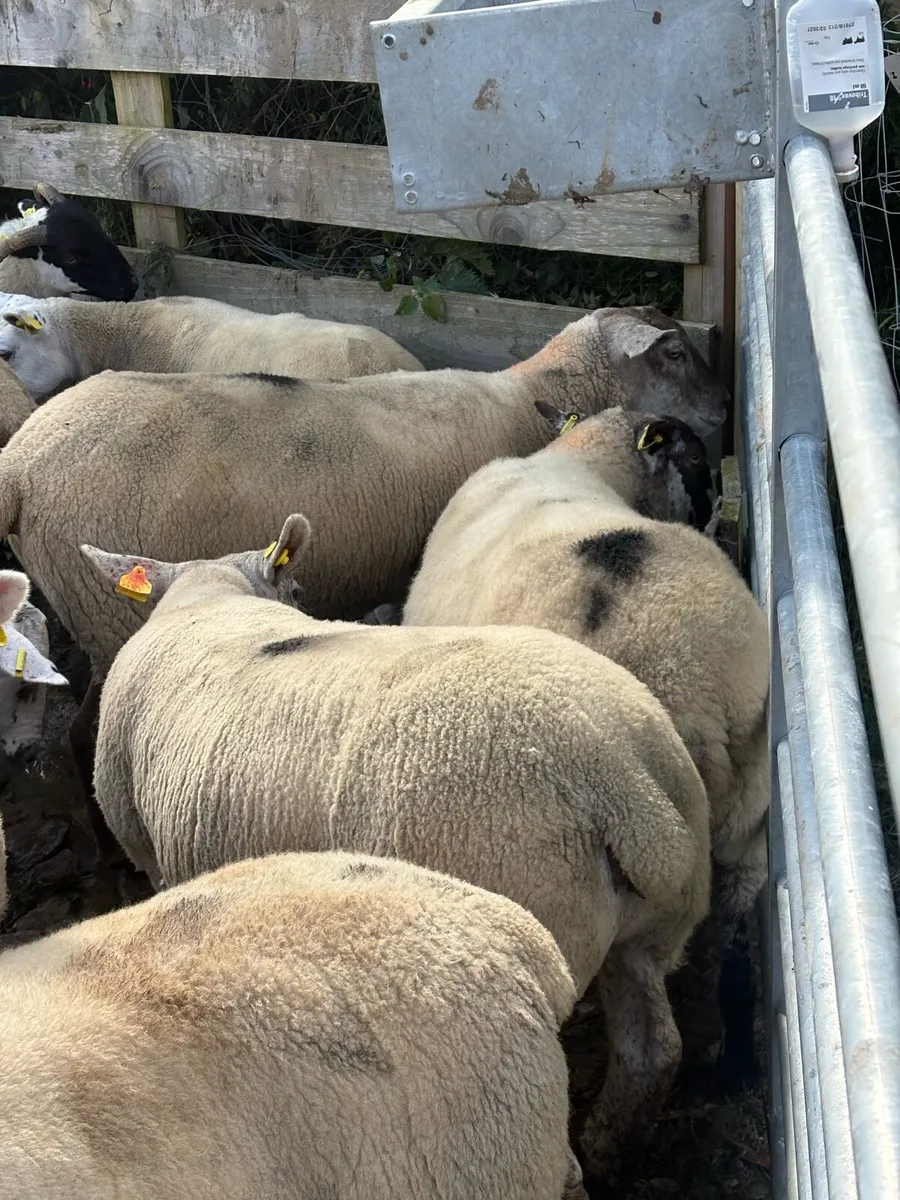 Sheep - Image 4