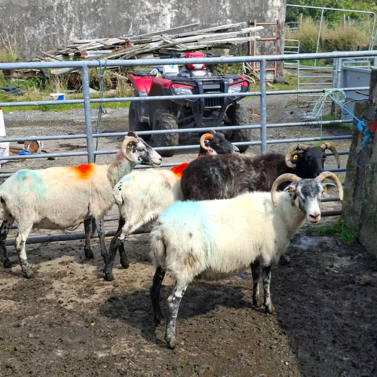 Store lambs - Image 4
