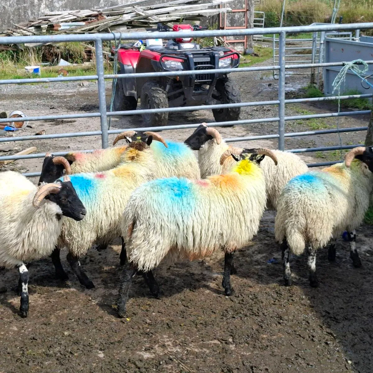 Store lambs - Image 2