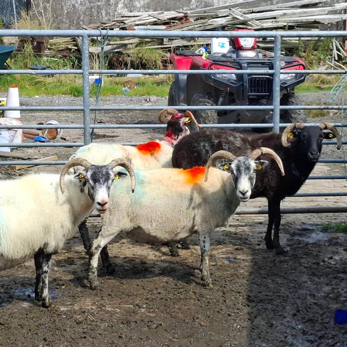 Store lambs - Image 3