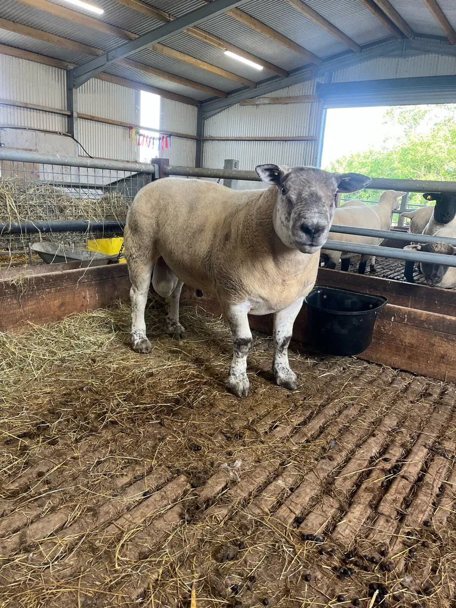 *** 2 Year old Suftex Ram *** - Image 1