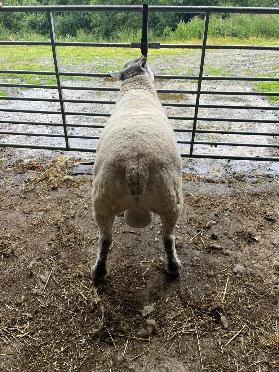 *** 2 Year old Suftex Ram *** - Image 2