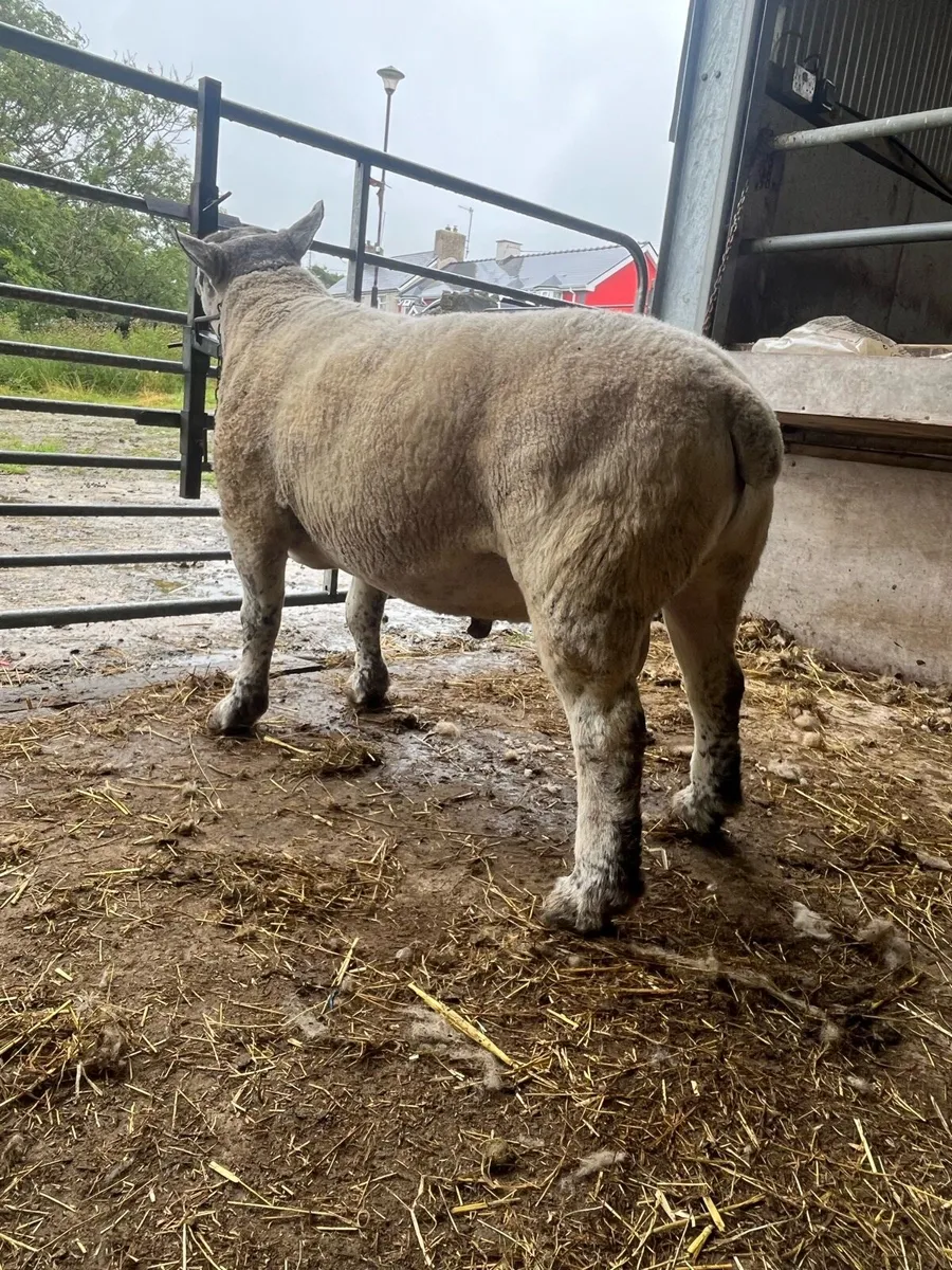 *** 2 Year old Suftex Ram *** - Image 3