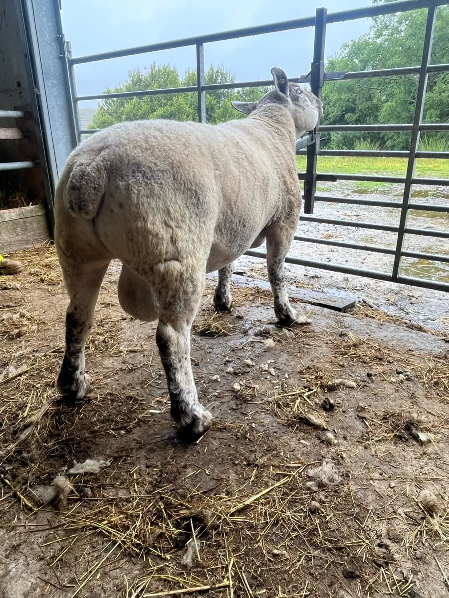 *** 2 Year old Suftex Ram *** - Image 4