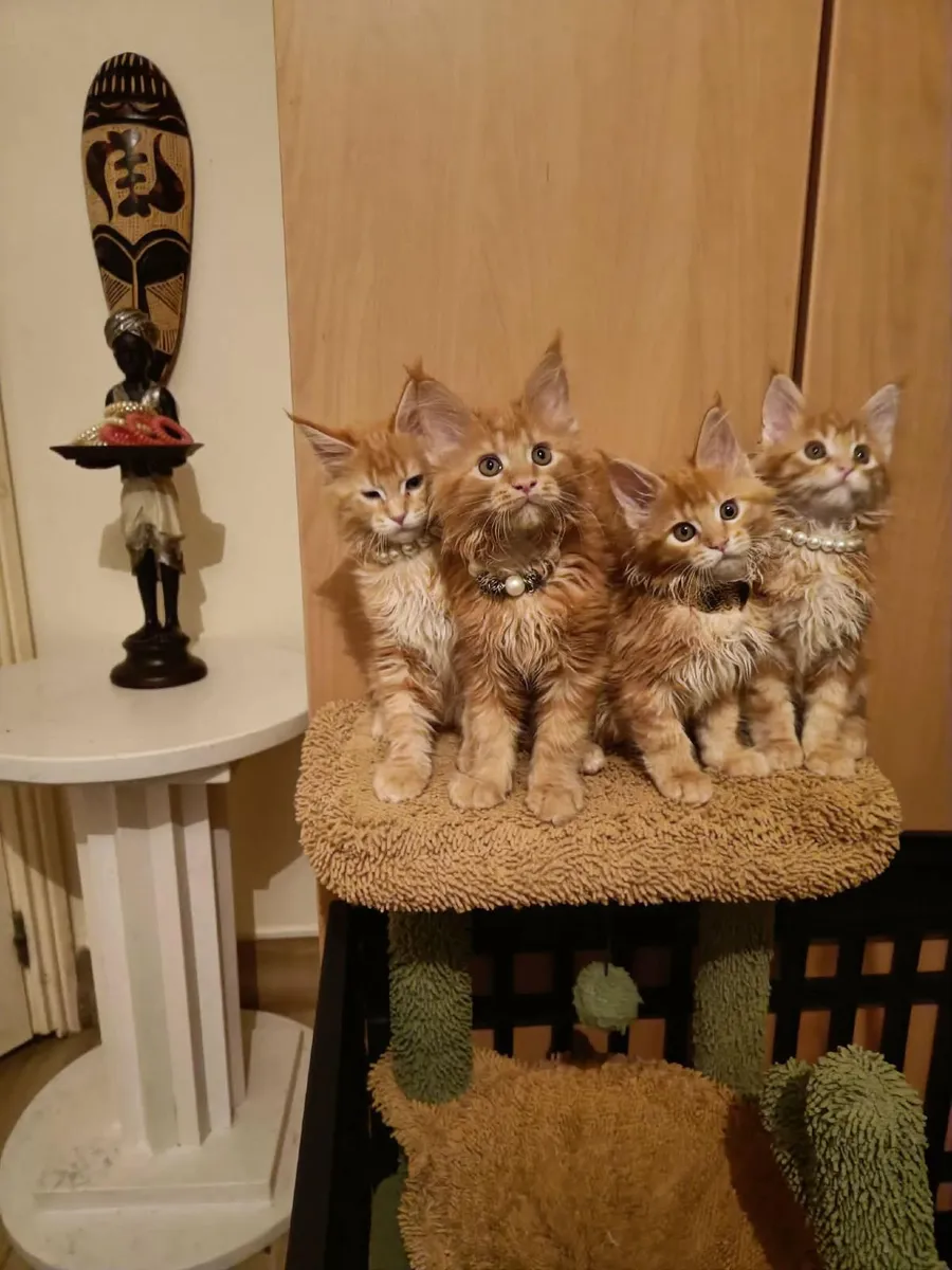 Maine Coon kitten   named Han  (WCF) is for sale - Image 4
