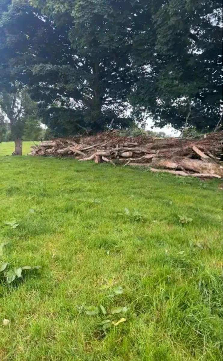 Firewood - Image 1