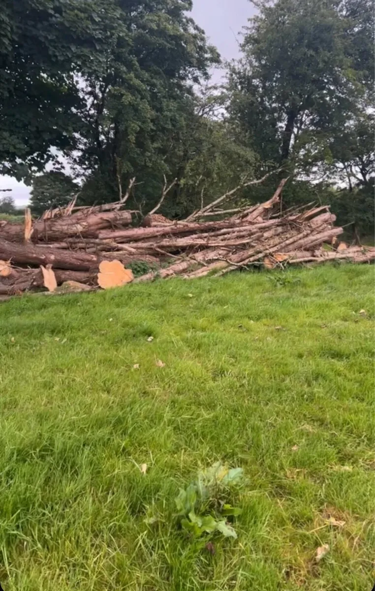 Firewood - Image 2