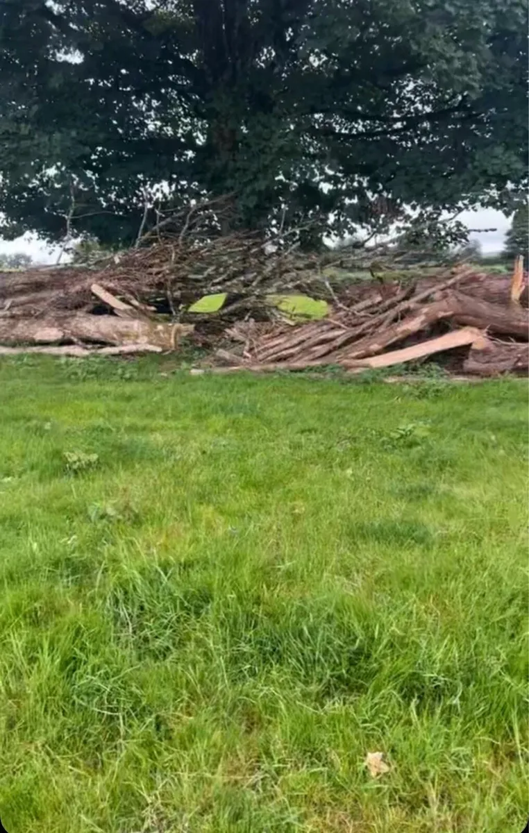 Firewood - Image 3