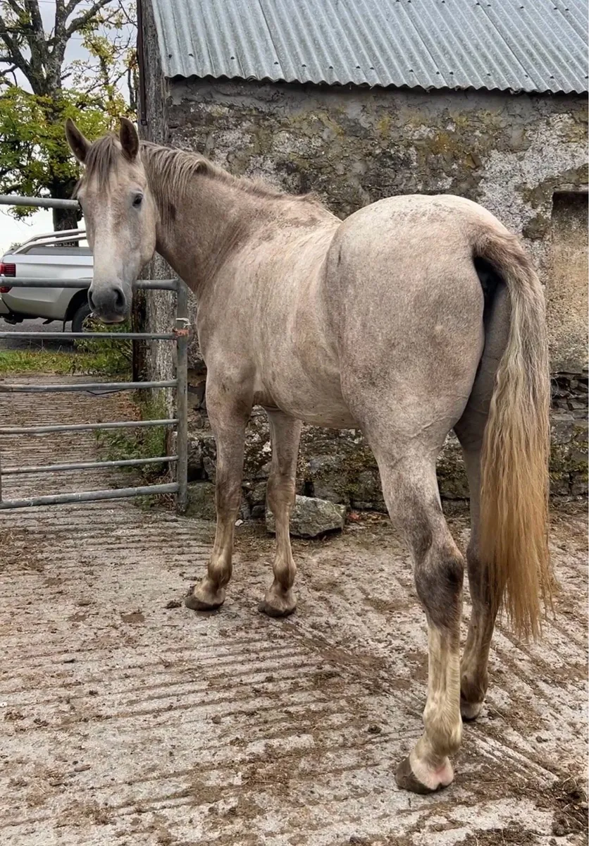 Two Irish Draught geldings - Image 4