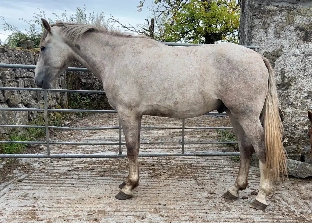 Two Irish Draught geldings - Image 2