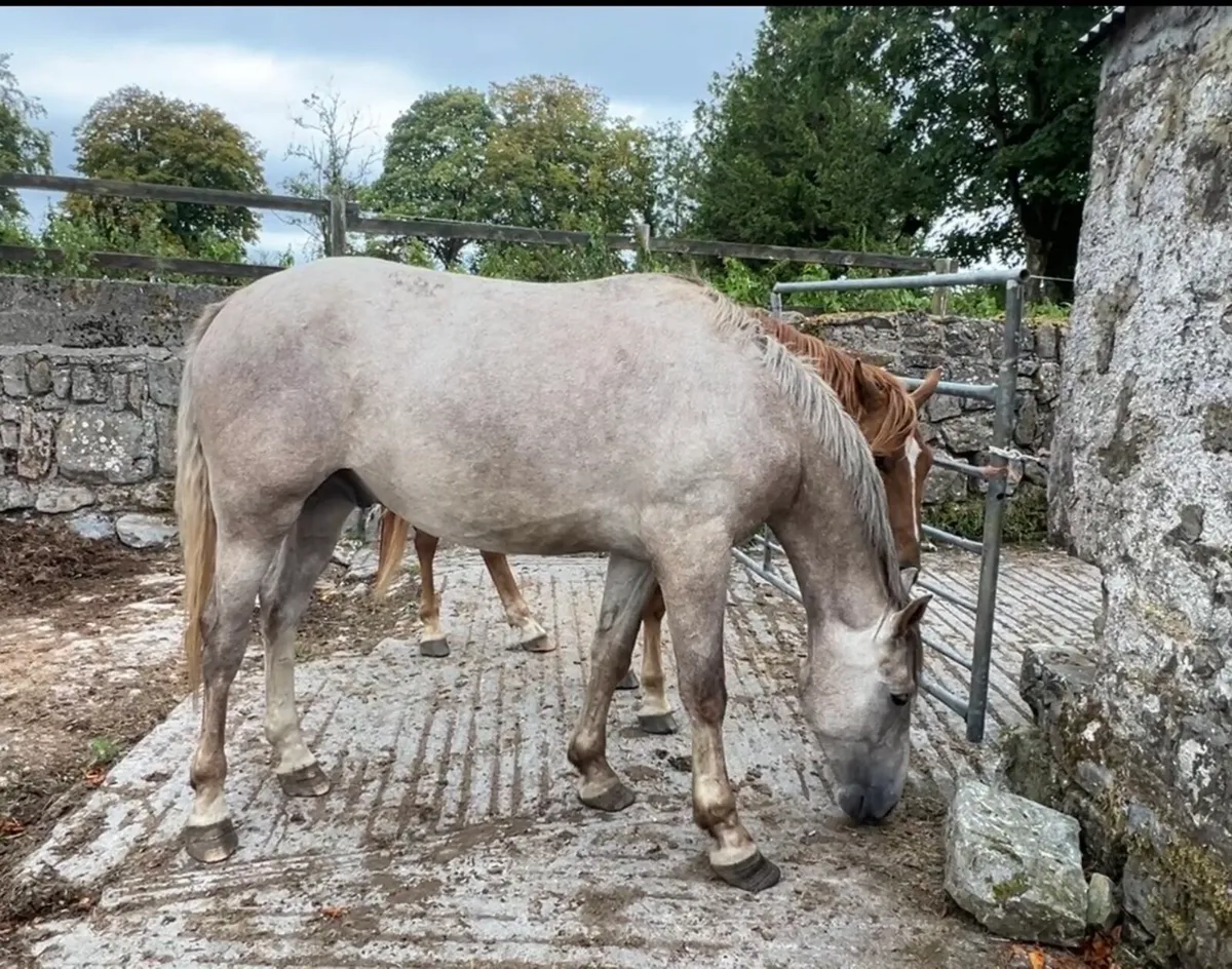 Two Irish Draught geldings - Image 3