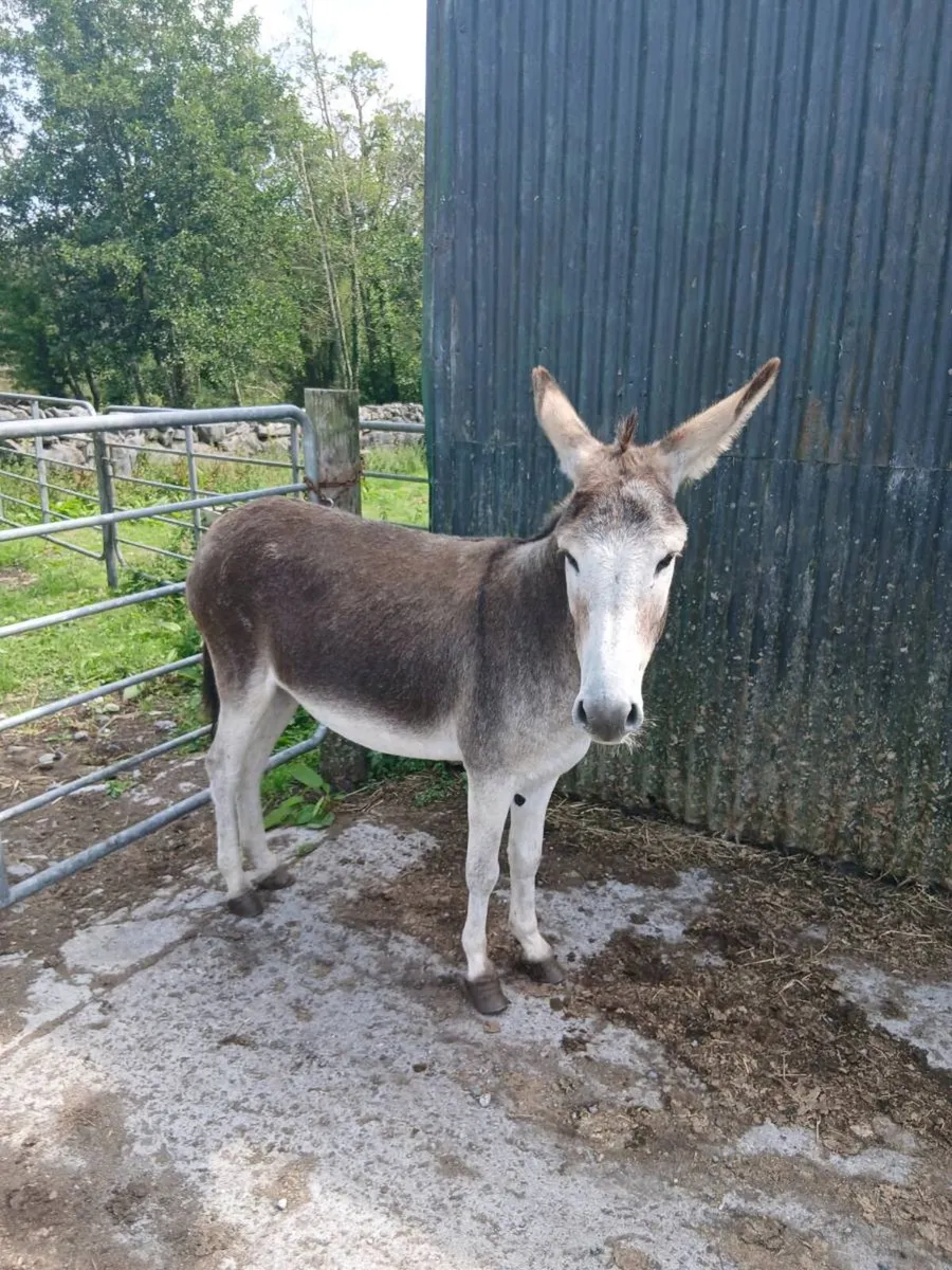 Female Donkey - Image 1
